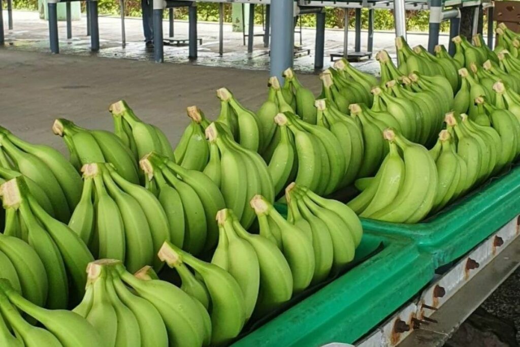 Producción y exportación de plátanos verdes en Ecuador