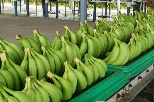 Producción y exportación de plátanos verdes en Ecuador