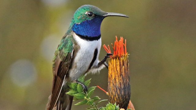 Colibrí sobre flor roja - especie de Ecuador