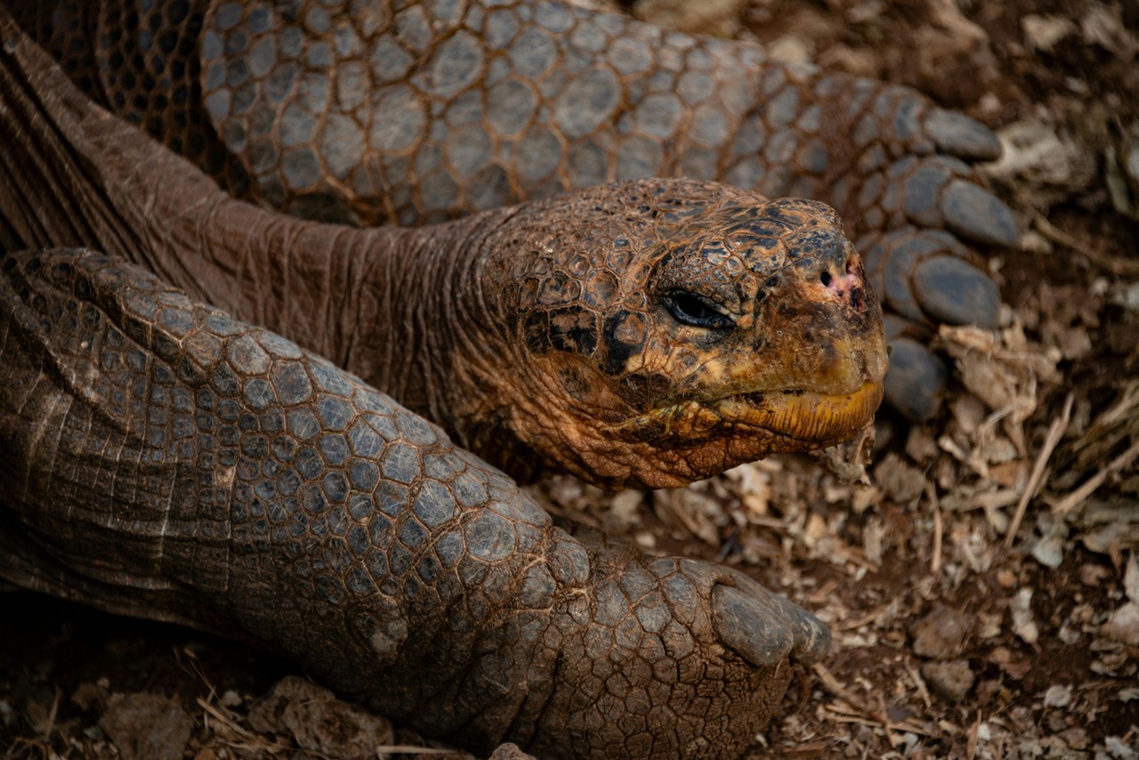 Tortuga gigante de Galápagos en su hábitat natural