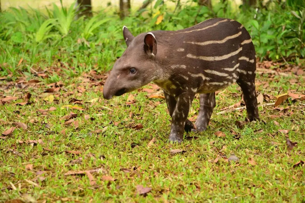 Cría de tapir en hábitat natural ecuatoriano