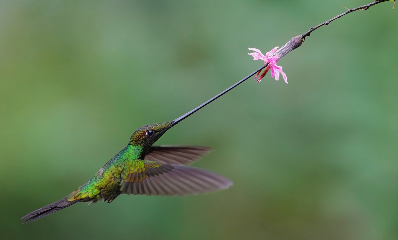 Colibrí alimentándose de flor rosa en Ecuador