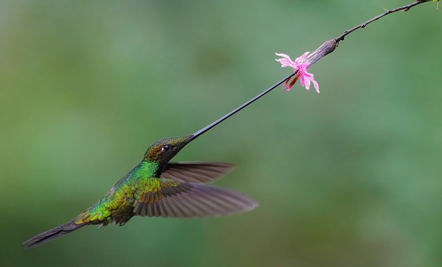 Colibrí alimentándose de flor rosa en Ecuador