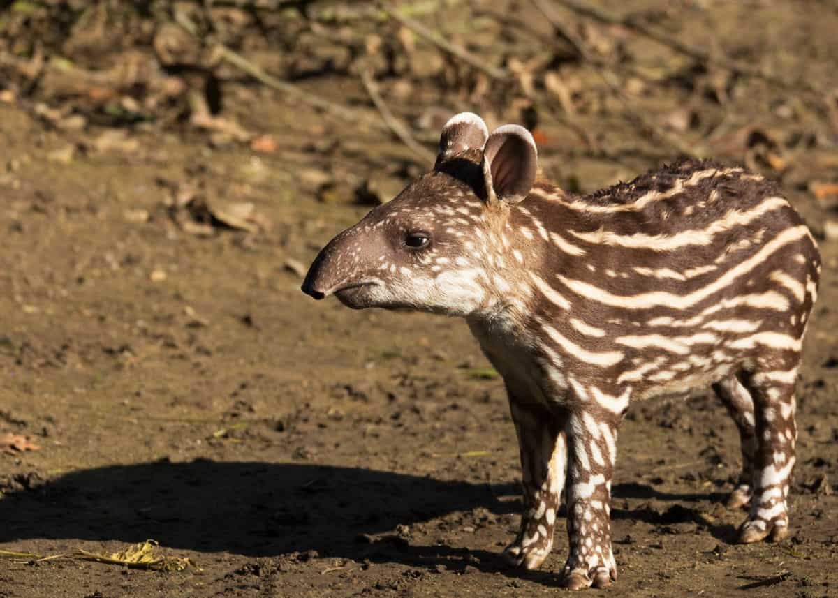 Cría de tapir en su hábitat natural de Ecuador