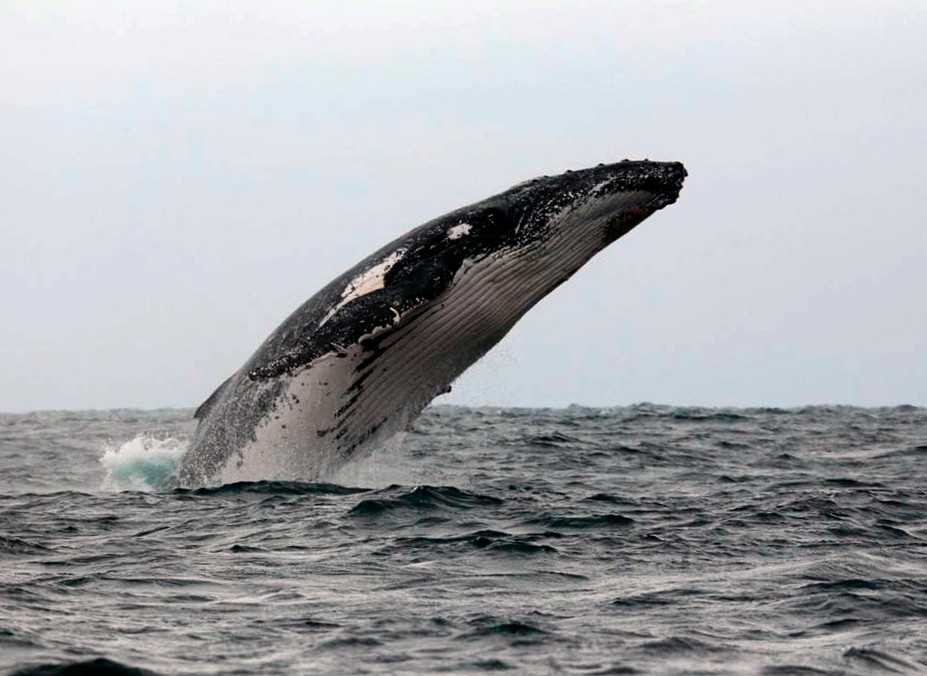 Ballena jorobada saltando en aguas ecuatorianas