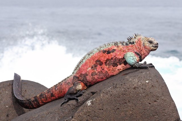 Iguana marina en rocas volcánicas de Galápagos
