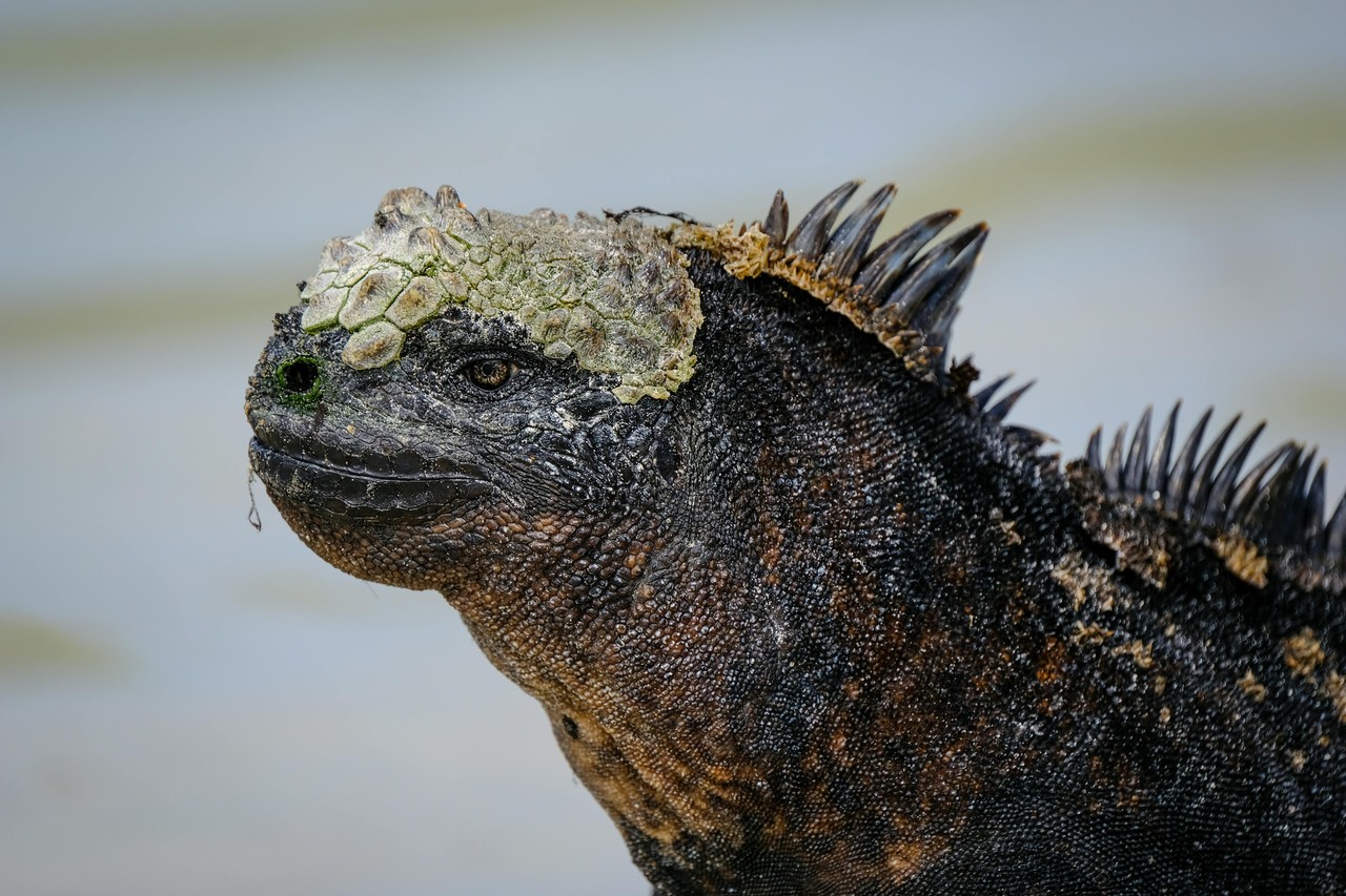 Iguana marina en Galápagos, Ecuador