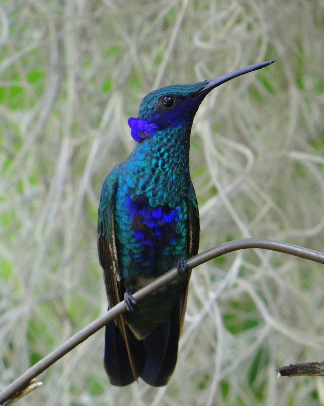 Colibrí azul de Ecuador