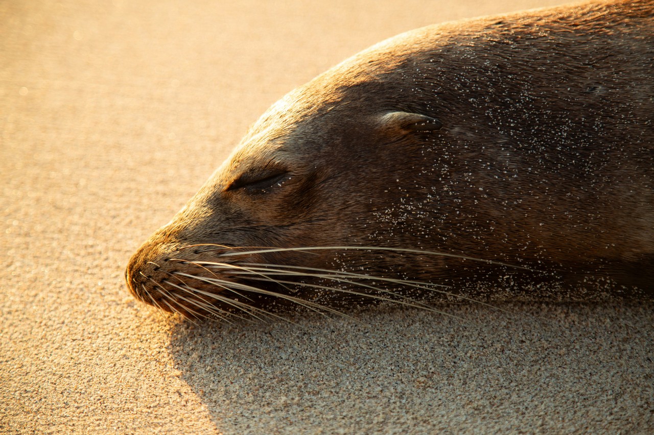 León marino descansa en playa ecuatoriana