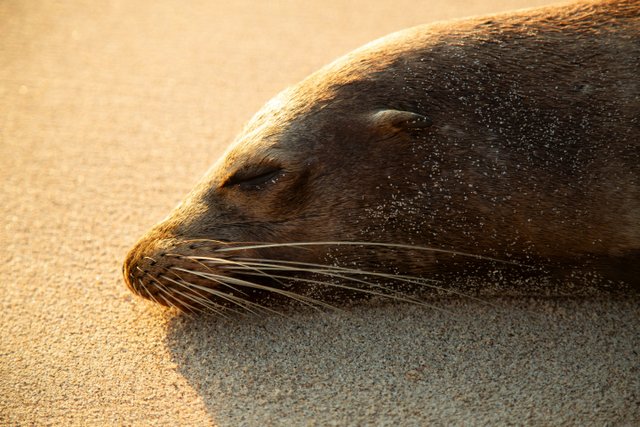 León marino descansa en playa ecuatoriana