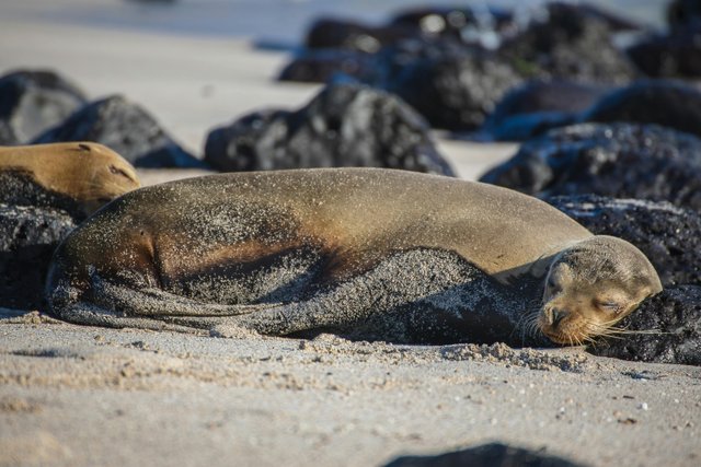León marino descansando en playa de Galápagos