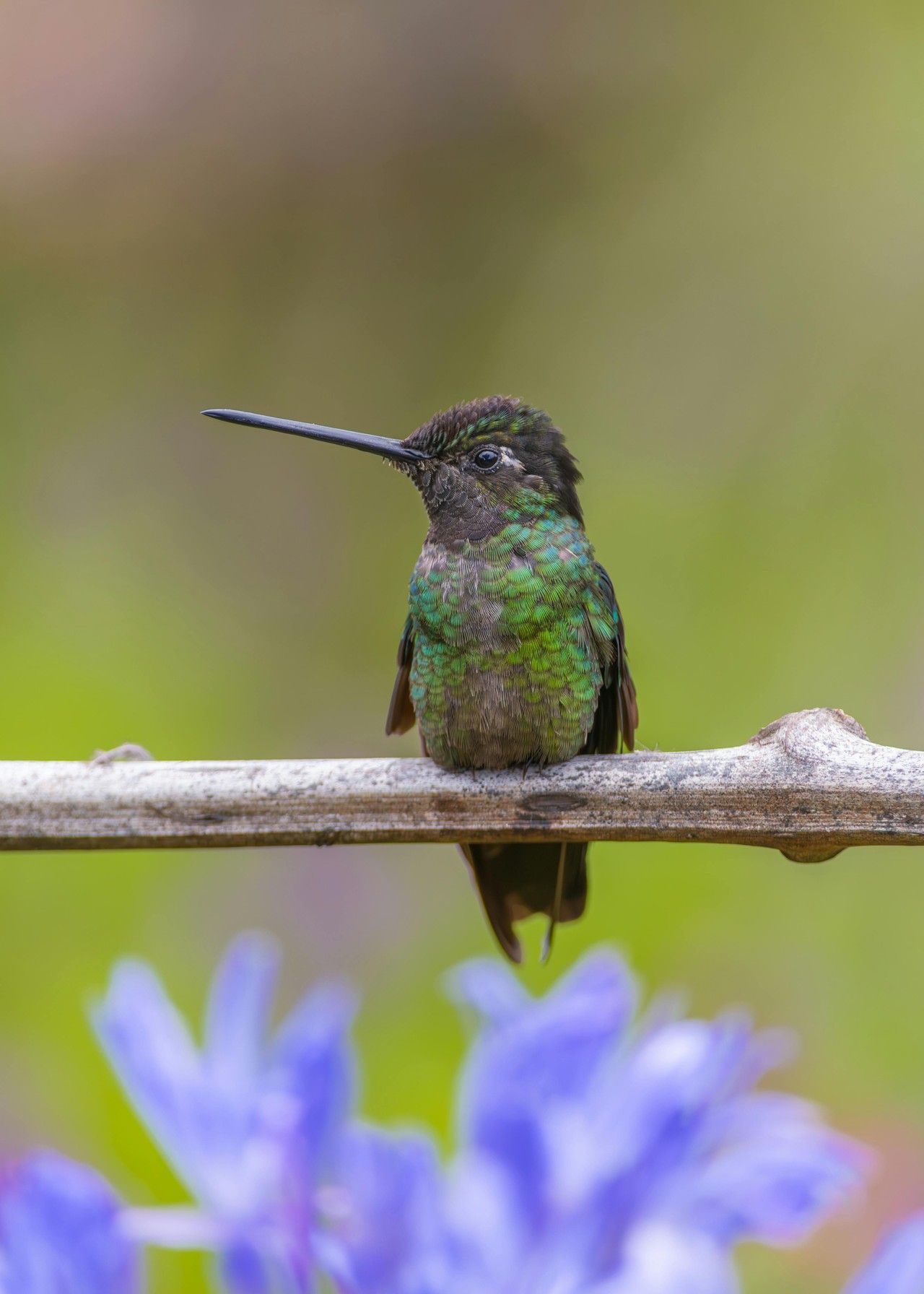 Colibrí en rama con flores de fondo