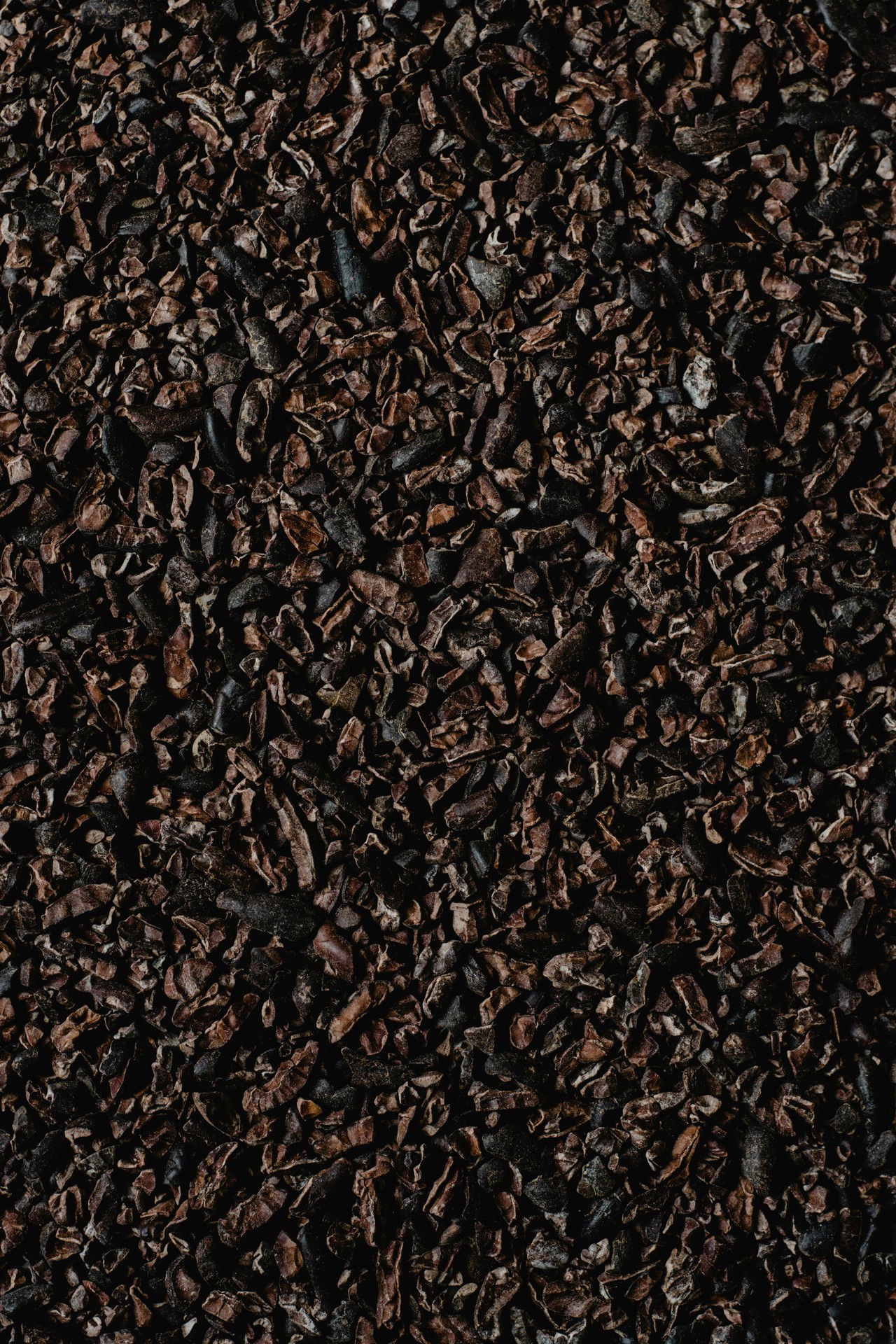 Semillas de cacao ecuatoriano