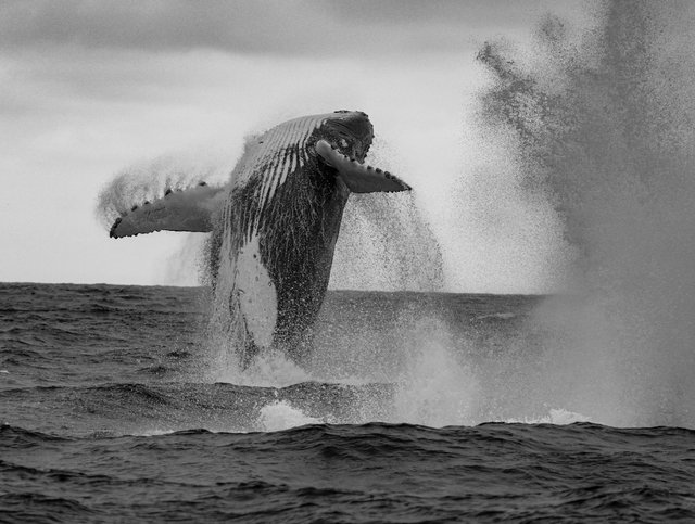 Ballena jorobada saltando en aguas ecuatorianas