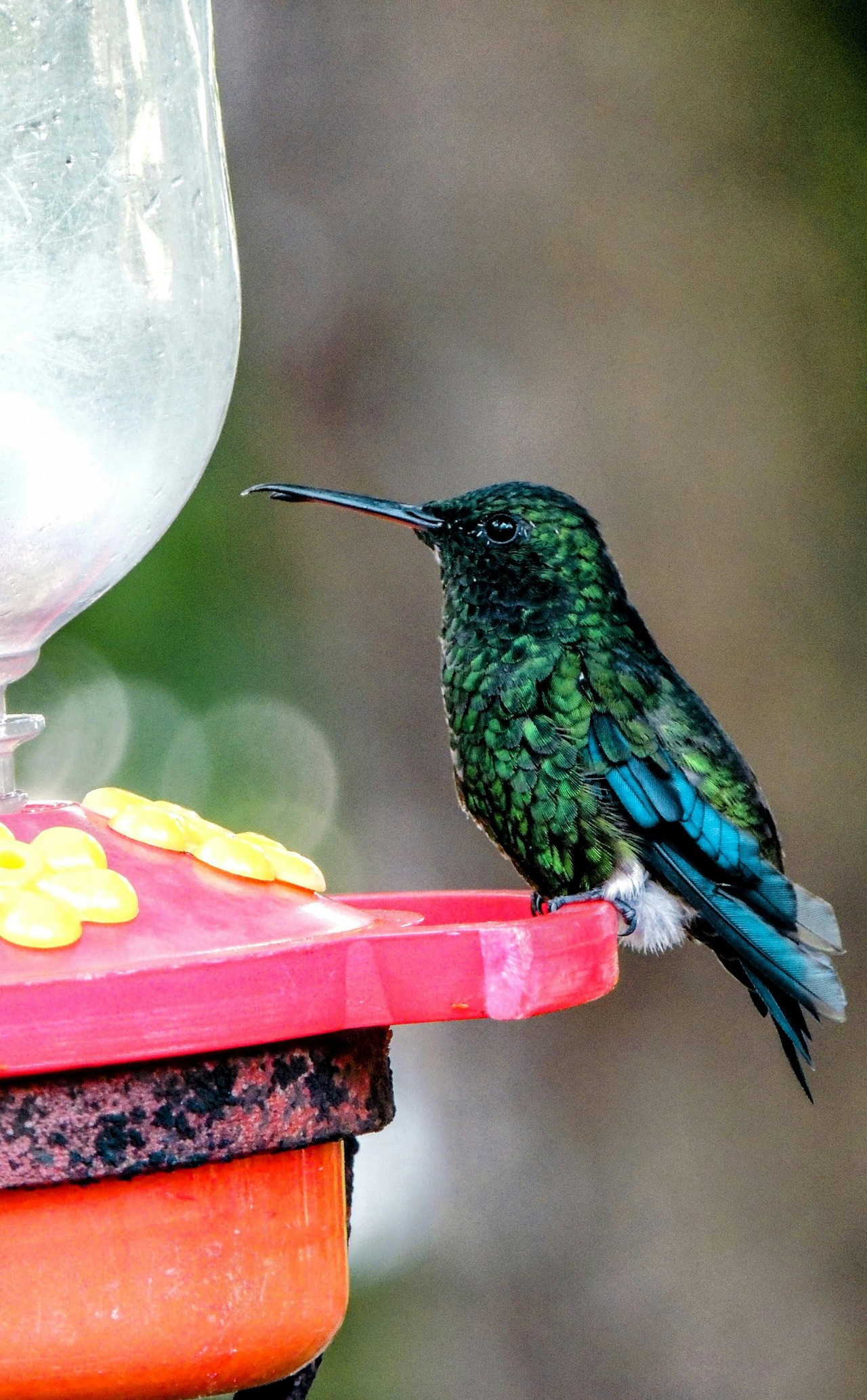Colibrí en comedero: la biodiversidad de Ecuador