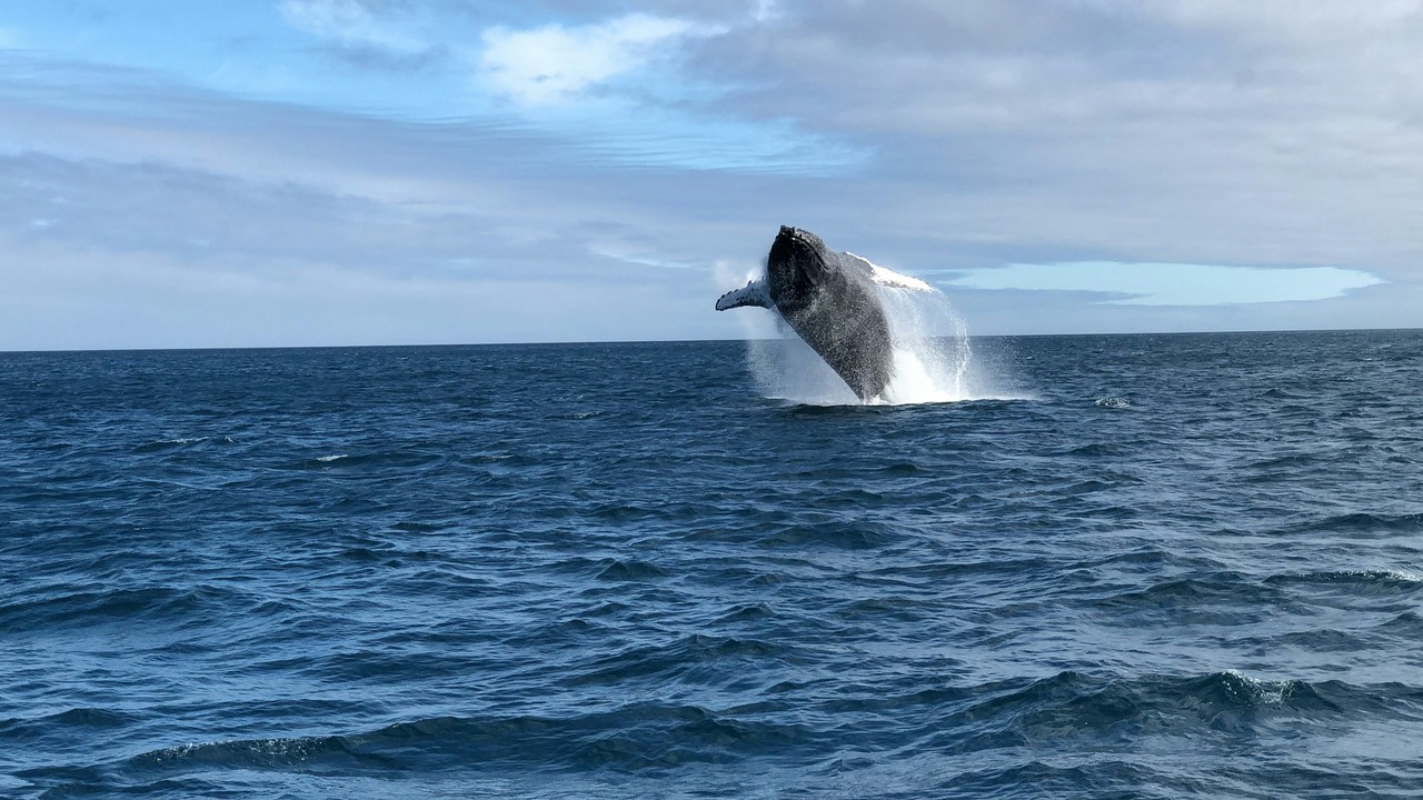 Ballena jorobada saltando en aguas de Galápagos