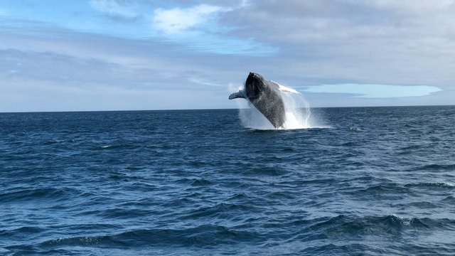 Ballena jorobada saltando en aguas de Galápagos