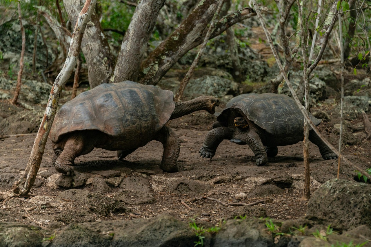 Tortugas gigantes de Galápagos en su hábitat natural