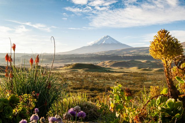 Volcán Cotopaxi con flora andina en primer plano