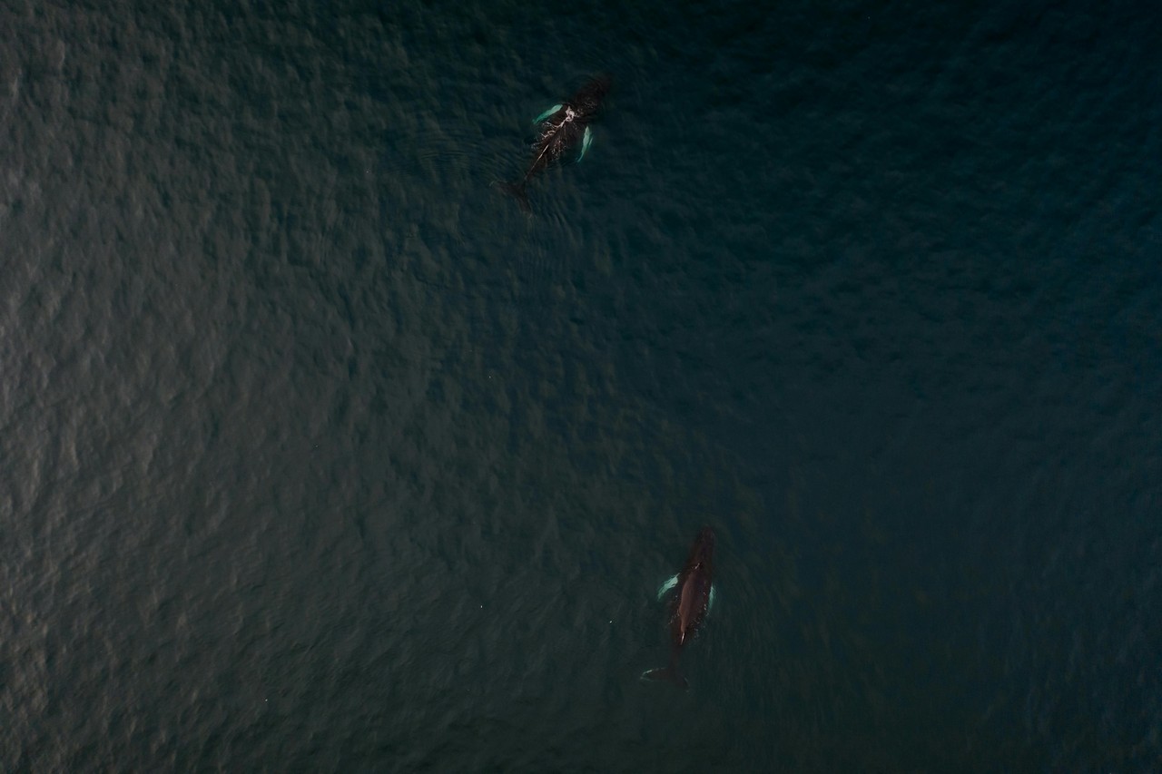 Ballenas jorobadas en aguas ecuatorianas