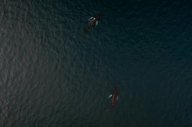 Ballenas jorobadas en aguas ecuatorianas