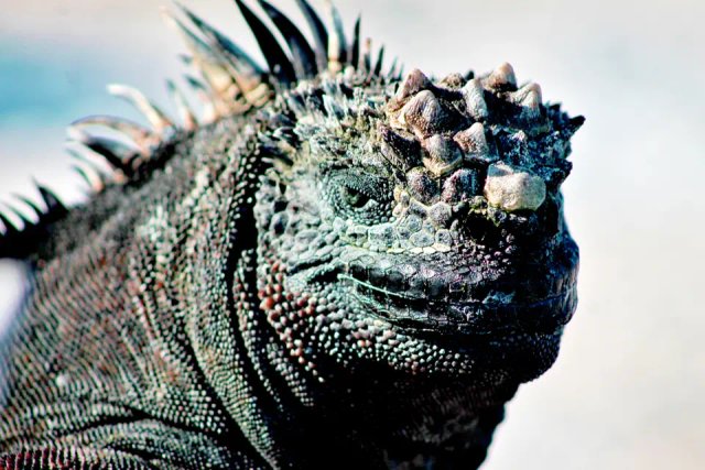 Iguana marina de Galápagos