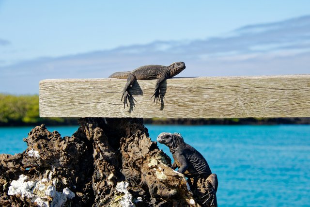 Iguanas marinas en el hábitat costero ecuatoriano