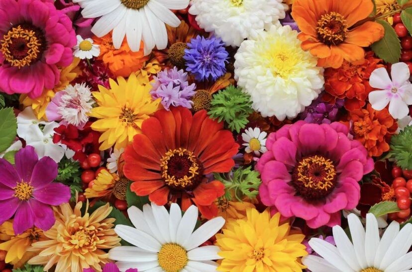 Flores de exportación ecuatoriana: variedad y color