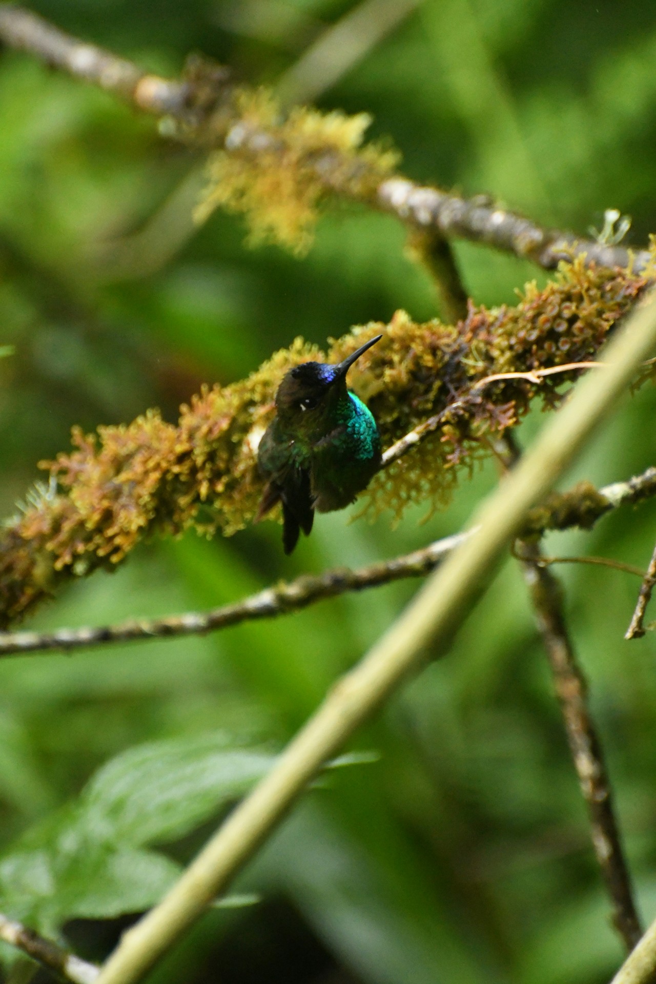 Colibrí ecuatoriano sobre rama cubierta de musgo