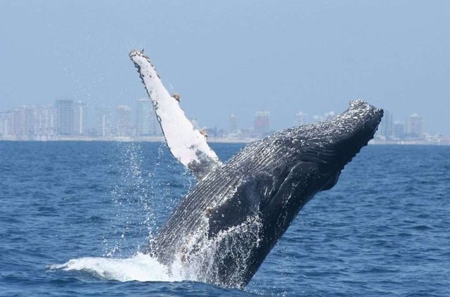 Ballena jorobada breaching en aguas de Ecuador