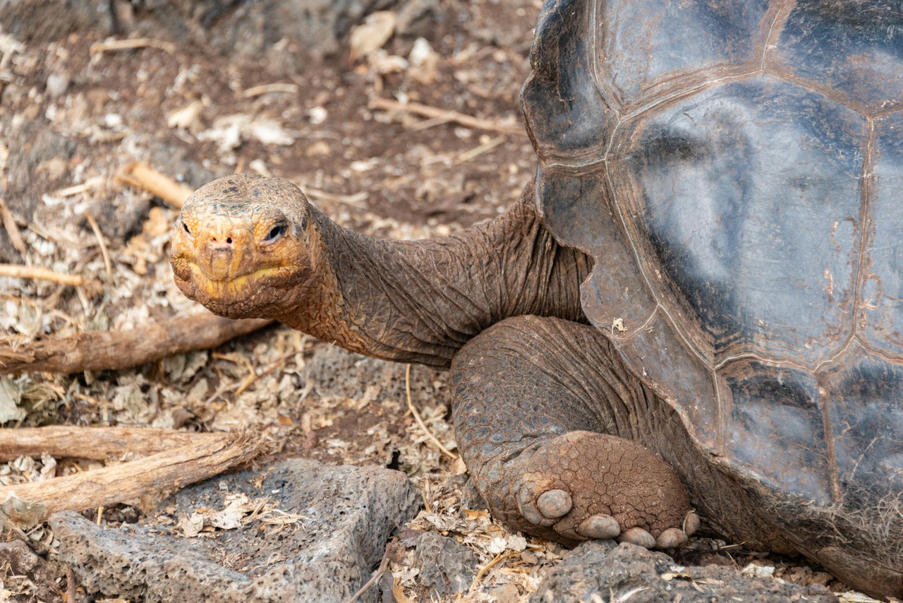 Tortuga gigante de Galápagos en su hábitat natural