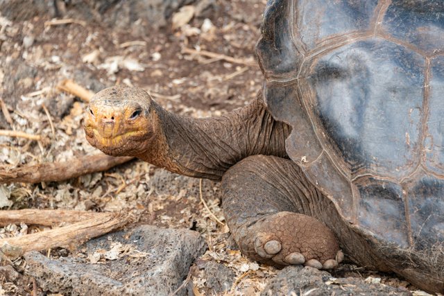 Tortuga gigante de Galápagos en su hábitat natural