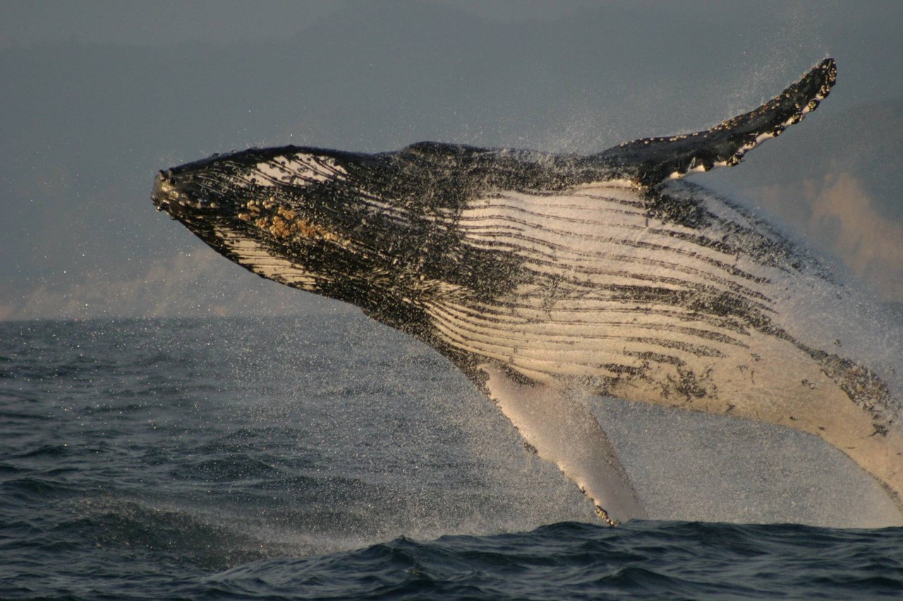 Ballena jorobada breaching en aguas de Ecuador