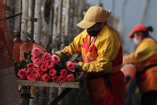 Trabajador ecuatoriano preparando rosas para exportación