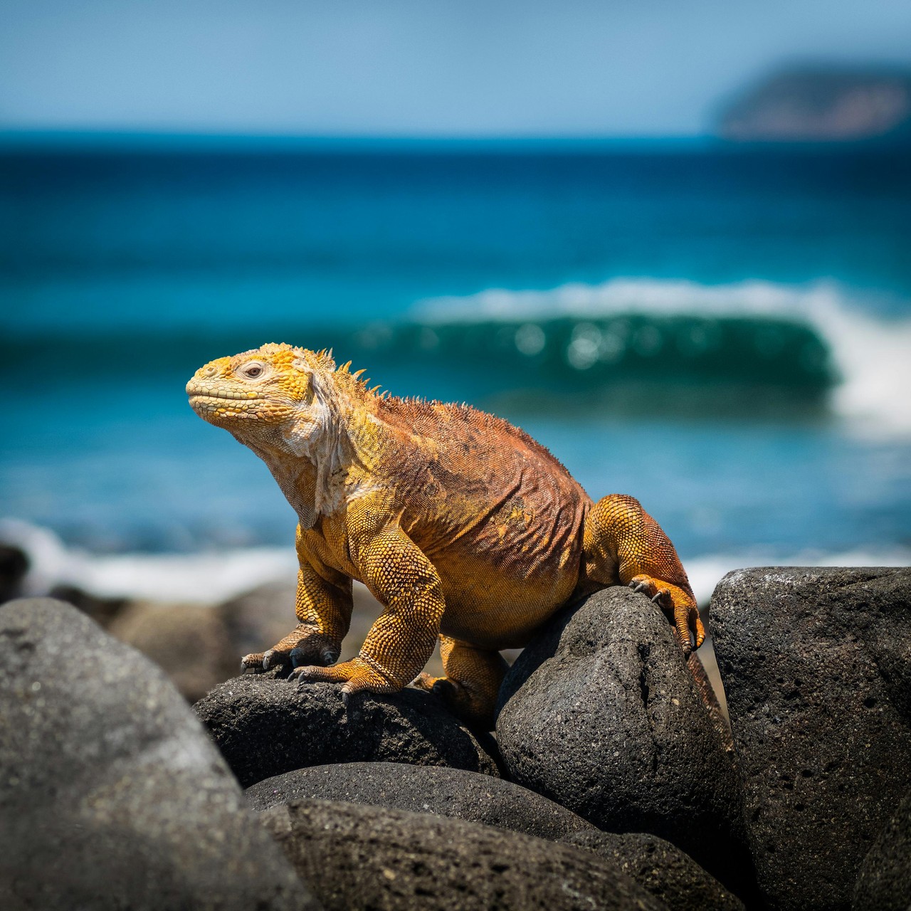 Iguana marina en las rocas de Galápagos