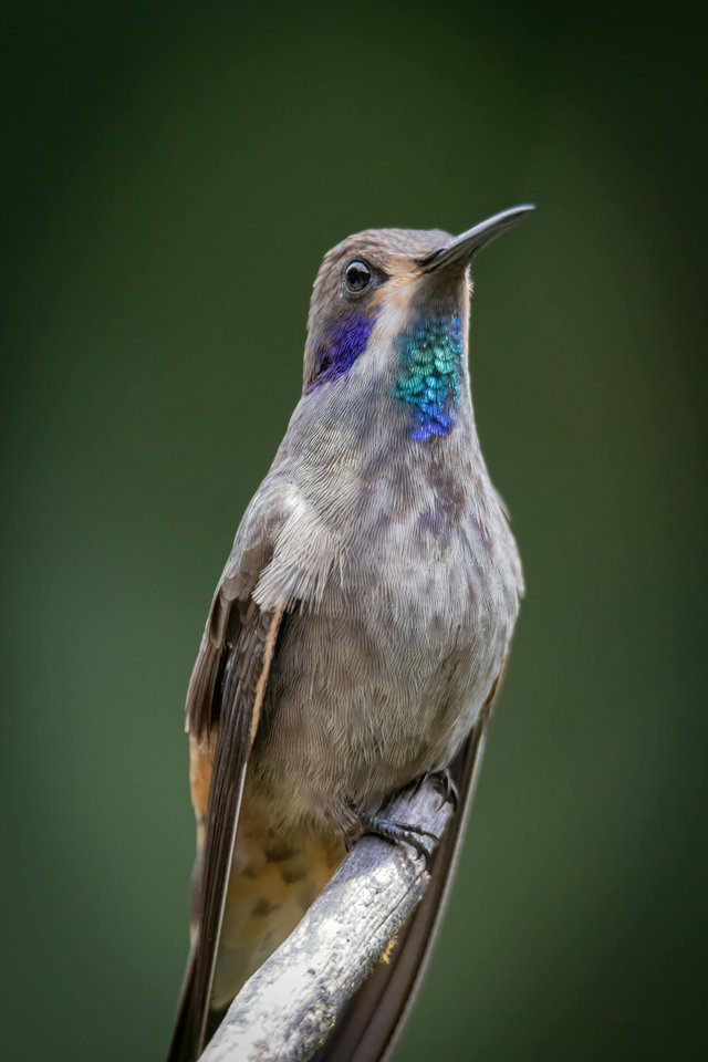 Colibrí en rama: fauna silvestre de Ecuador