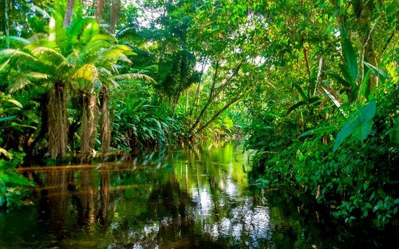 Río de la Amazonía ecuatoriana rodeado de vegetación tropical