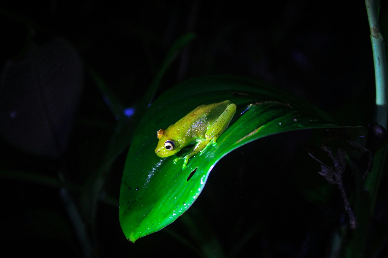 Rana nocturna en la selva amazónica ecuatoriana