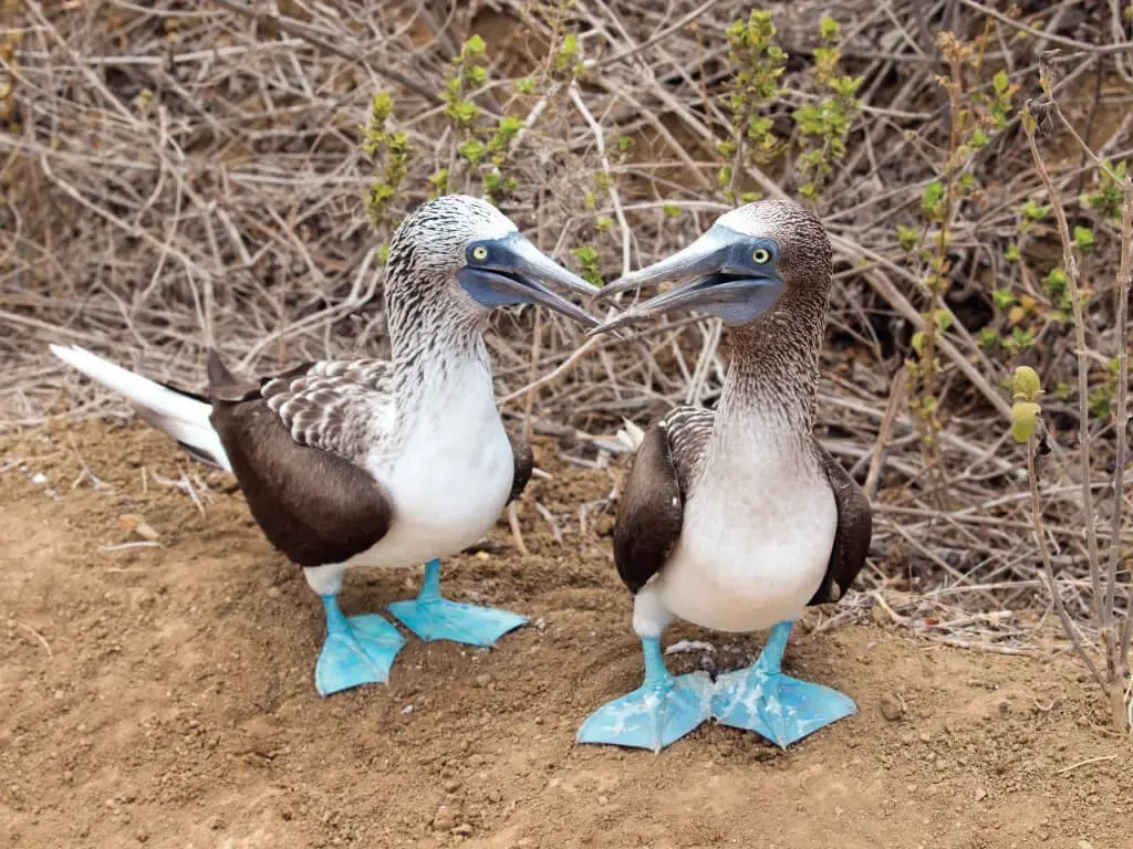 Aves marinas con patas azules en su hábitat natural