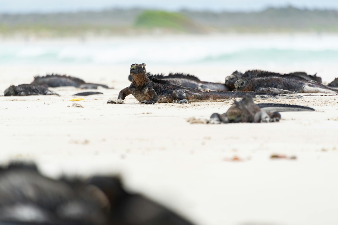 Iguanas marinas descansando en rocas de Galápagos