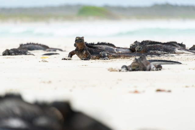 Iguanas marinas descansando en rocas de Galápagos