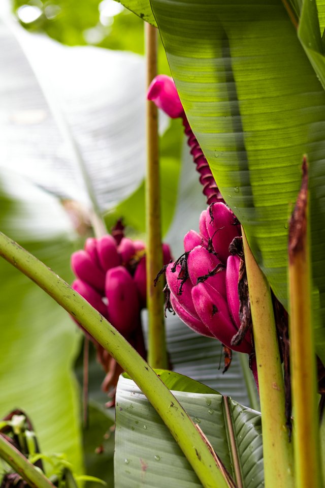 Flor de banano en plantación tropical ecuatoriana