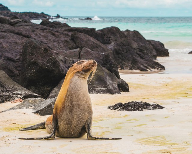 León marino de Galápagos en la costa ecuatoriana