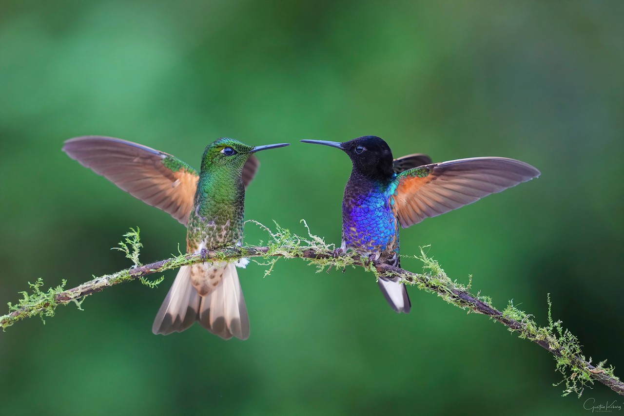 Colibríes en interacción natural sobre rama con líquenes