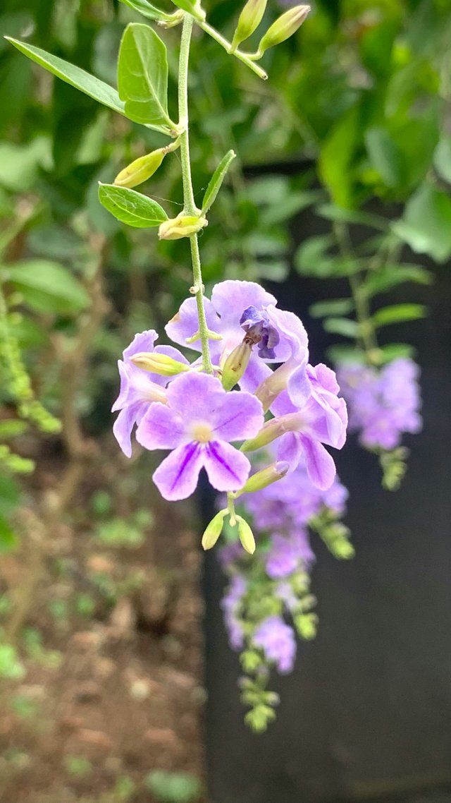 Flores púrpuras de la flora ecuatoriana