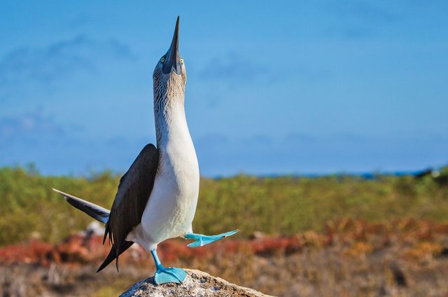 Fragata azul en las Galápagos, Ecuador