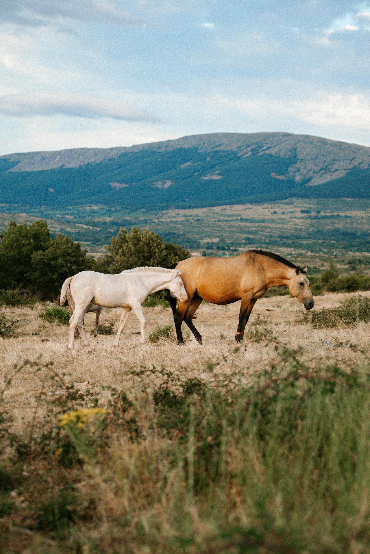 Caballos pastando en paisaje montañoso ecuatoriano
