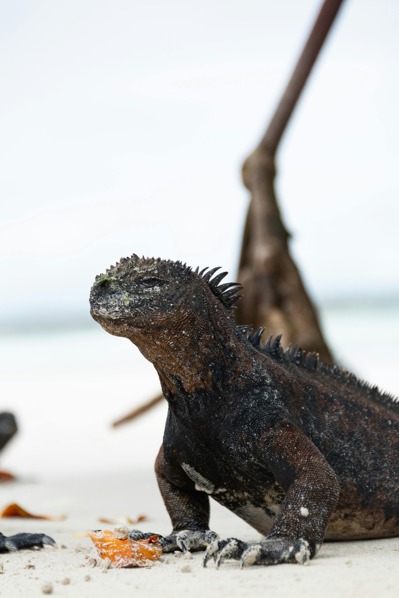 Iguana marina de Galápagos en su hábitat natural