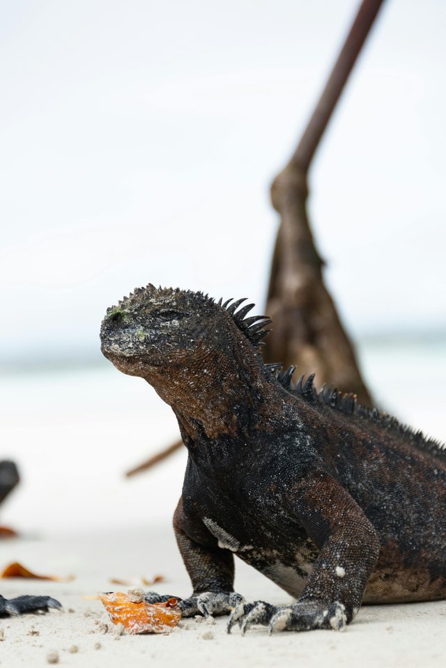 Iguana marina de Galápagos en su hábitat natural