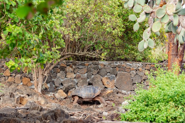 Tortuga gigante de Galápagos en su hábitat natural